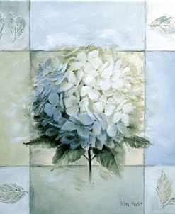 Blue Hydrangea Study 1