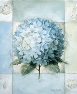 Blue Hydrangea Study 2