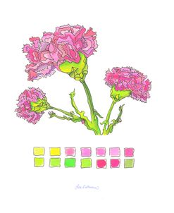 Carnation