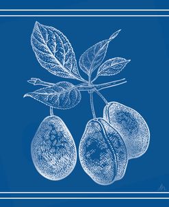 Blue and White Pears