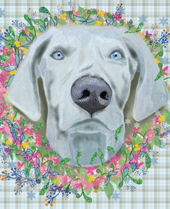 Weimaraner