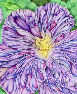 Iris Flower