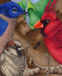 Birds