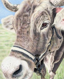Ox Cow