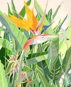 Bird of Paradise