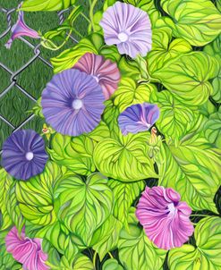 Morning Glories