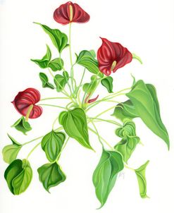 Anthurium