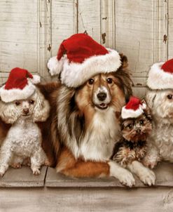 Dogs Christmas