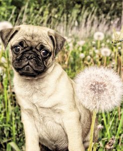 Pug with Dandelion