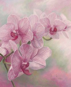 Graceful Orchids