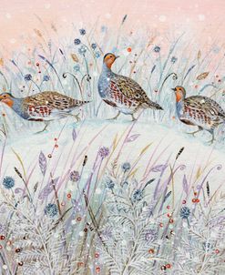 Grey Partridges