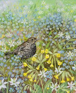Baby Blackbird and Forget-me-nots