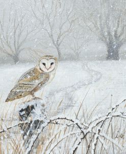 Barn Owl in the Snow