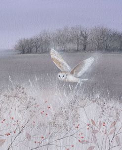 Barn Owl Soft Light