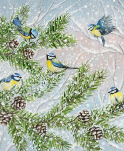 Bluetits and Fir Branches