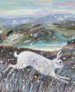 Mountain Hare