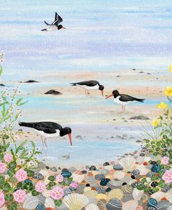 Oystercatchers