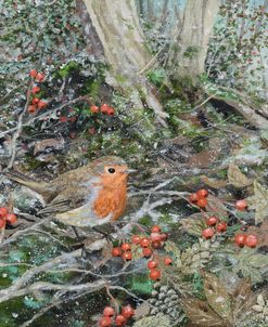 Robin, Frost and Berries