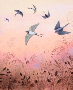 Swooping Swallows