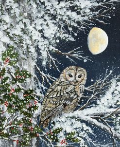 Tawny Owl and Holly