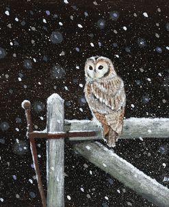 Tawny Owl on Gate