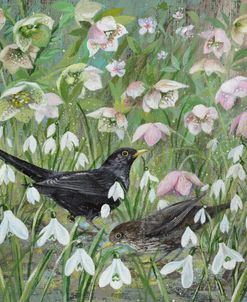 Blackbirds and Spring Flowers