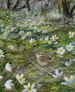 Wood Anemones and Wren