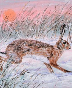 Sunset Hare