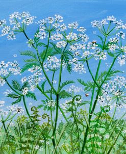 Cow Parsley And Ferns