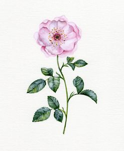 Botanical Wild Rose