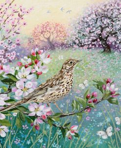 Song Thrush at Dawn