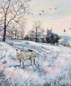 Frost and Morning Sun