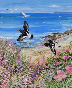 Bluebay And Oyster Catchers