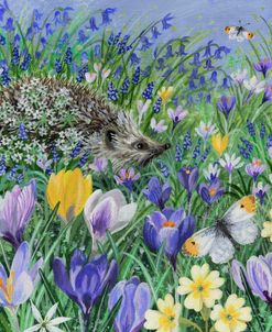 Crocuses And Hedgehog