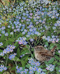 Jenny Wren And Forget-Me-Nots
