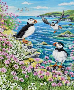 Puffins