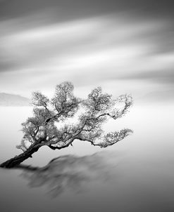 Water Tree VI