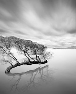 Water Tree VII