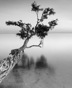 Water Tree XII