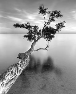 Water Tree XIII