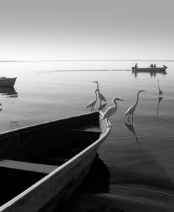 Herons and 3 Boats