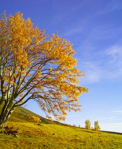 Yellow Tree