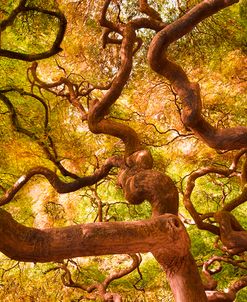 Japanese Maple 1