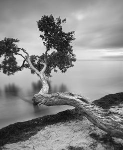 Water Tree 10 BW