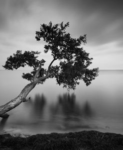 Water Tree 11 BW