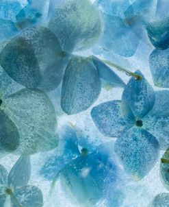 Flores en Hielo II