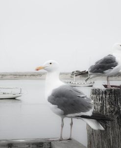 Two Seagulls & Boats