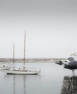 Four Boats & Seagull