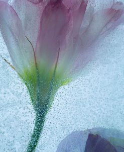 Flowers on Ice-13-2