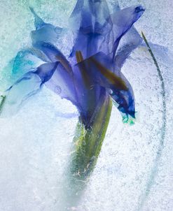 Flowers on Ice-6